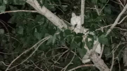 Pelusa, el gato que pasó cuatro días en la copa de un árbol, revolucionó a todos y terminó bajando por sus propios medios.