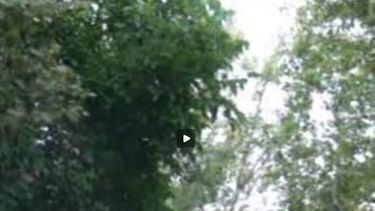 Por árboles y ramas caídas o en riesgo Capital recibió más de 300 denuncias