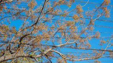 Cuánto cuestan talar los árboles en malas condiciones del Gran San Juan