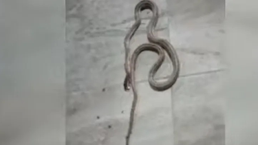 Desde que empezó el año, sanjuaninos reportaron la aparición de 15 víboras en distintas zonas de la provincia.