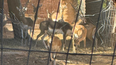 Las incertidumbres detrás del caso de los animales exóticos hallados en una granja de Pocito. Las incertidumbres detrás del caso de los animales exóticos hallados en una granja de Pocito.