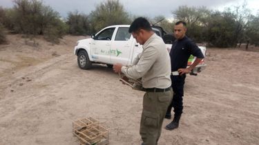 Liberaron benteveos y diucas capturadas ilegalmente para su venta