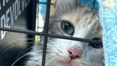 Los gatos que habían quedado abandonados en una casa de Rivadavia tras la muerte de su dueña, están siendo asistidos y se espera poder darlos en adopción después.