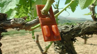 Extienden el plazo de inscripción para productores de uva para combatir la Lobesia botrana