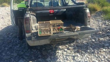 In fraganti, atraparon a jóvenes cazando aves: rescataron a benteveos y un boquense