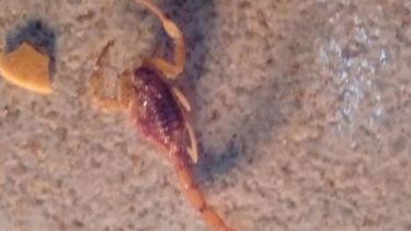 Un alacrán apareció en una casa en pleno centro