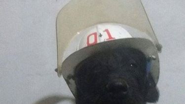 Toro, el perro bombero