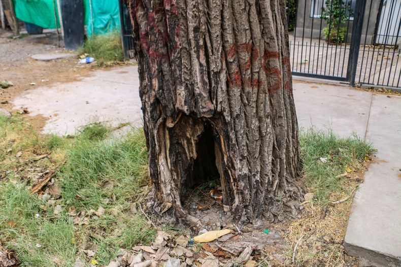 Morir aplastado por un árbol: dos enormes troncos amenazan en la zona