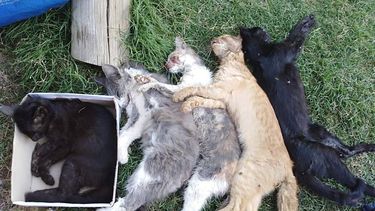 Denuncian que hubo una cruel matanza de gatos en Santa Lucía