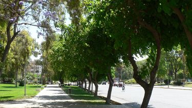 San Juan más verde: plantarán 30.000 árboles en el 2017