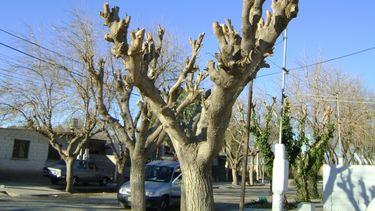 Está por terminar el periodo de poda: mirá cómo pedir un permiso