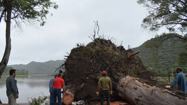 El temporal que afectó a Valle Fértil dejó enormes árboles arrancados de raíz.