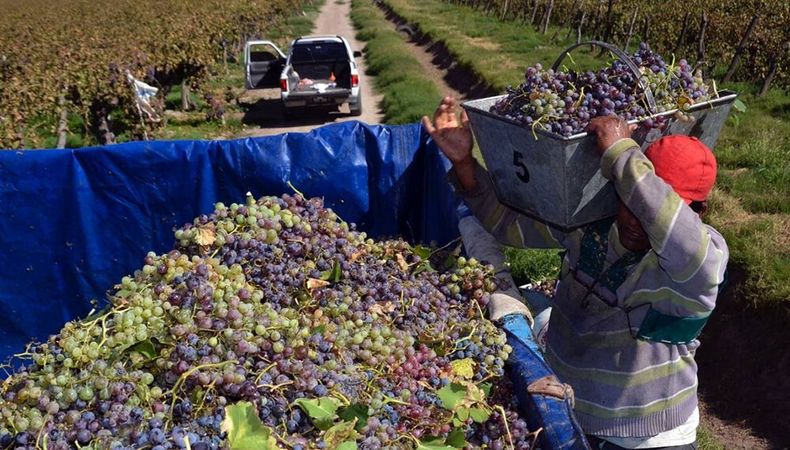 De la peor cosecha al sobrestock de vino: viñateros sanjuaninos lo refutan