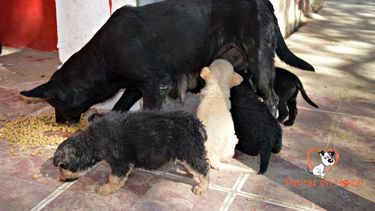 Piden dinero a nombre de una organización proteccionista de San Juan pero todo es una estafa