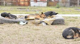 Los sanjuaninos piden medidas drásticas para evitar nuevos ataques de perros peligrosos