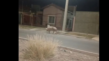 La imagen difundida de la chancha en el Natania 65 (Foto: Radio Sarmiento).