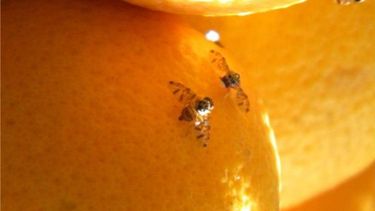 Mosca de los frutos: Mendoza pierde estatus, San Juan se mantiene