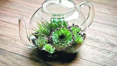 Terrarios: grandes creaciones en pequeños espacios
