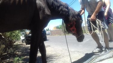 La emocionante recuperación de Jesús, el caballo milagro de Navidad