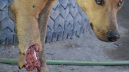 Piden ayuda para un callejerito abandonado con una pata amputada