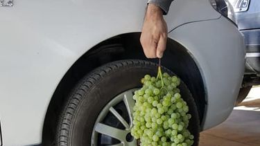 Niiiño cuánta uva: cosecharon un racimo de 4 kilos