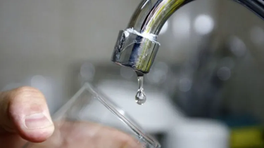 Un árbol el causante