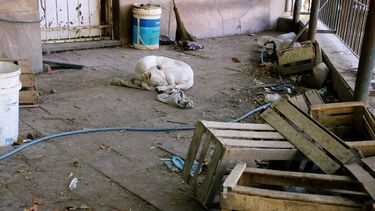 Caso de la anciana que falleció abandonada en Rawson: encontraron animales muertos encerrados en cajones