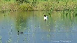 Un cisne y un águila, dos variedades que volvieron al Parque Sarmiento