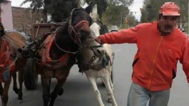 La foto que conmociona a los proteccionistas de animales de San Juan
