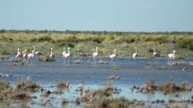 San Juan, tras la recuperación de las Lagunas de Guanacache