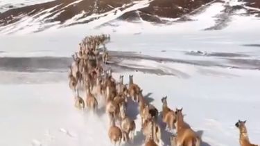 ¿Robo flagrante o burrada geográfica? Polémica por un video sanjuanino que fue expropiado