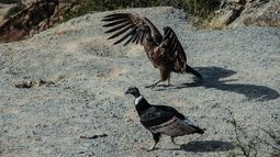 Liberaron en Jáchal a dos cóndores que fueron rescatados y rehabilitados