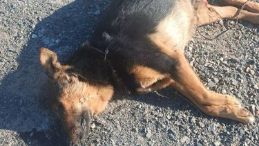 Proteccionistas denunciaron un grave caso de maltrato animal en 9 de Julio