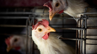 La gripe aviar ha vuelto a generar revuelo y preocupación entre los científicos.