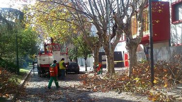 Capital quiere aprovechar la leña de la poda de invierno