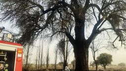 Se quemó el algarrobo histórico de Huaco, donde descansaron personajes de la historia argentina