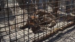 ¿De quién es la pumita que escapó y revolucionó a La Bebida?