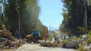 La inesperada polémica entre un funcionario de la UNSJ y un municipio por la tala de árboles