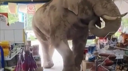 Un elefante, la sorpresiva visita que recibió un supermercado en Tailandia