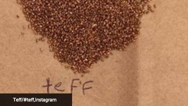 Teff, el nuevo cereal estrella de Nueva York y Europa