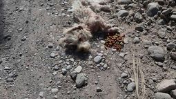 La triste historia del perro abandonado que intentaron rescatar en San Juan