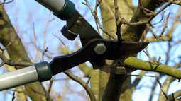 Programa Municipal de poda: Arranca el 15 de Mayo