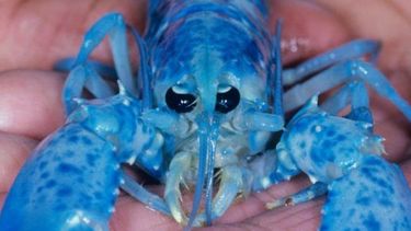 El increíble hallazgo de dos langostas azules