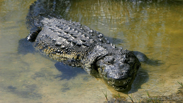 Un hombre murió tras ser atacado por un cocodrilo: sus cuatro hijos vieron todo