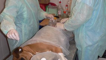 El quirófano de esterilización móvil ya atendió a 15.700 animales