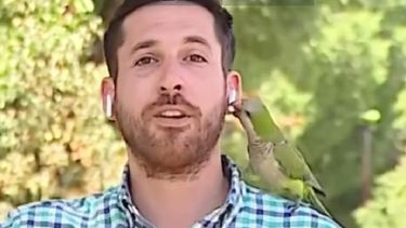Captura del video en el momento que el loro le quita el auricular al periodista.&nbsp;