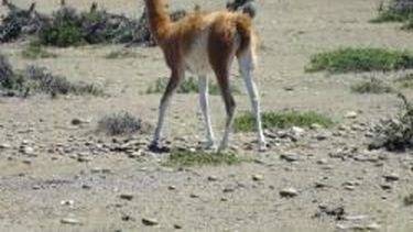 Ambiente rescató un guanaco que iba a ser vendido
