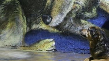 Emocionante: Luna se encontró con su mural y no dejó de mirarse