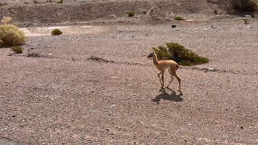 La cría de guanaco que fue rescatada de la vera de la ruta en Calingasta.