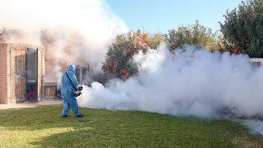 El dengue sigue ganando terreno en San Juan: temen por los mosquitos “doble pechuga” El dengue sigue ganando terreno en San Juan: temen por los mosquitos “doble pechuga”
